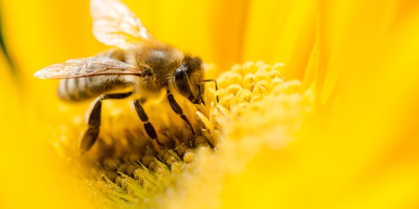 Stymulacja wiosennego rozwoju rodzin pszczelich