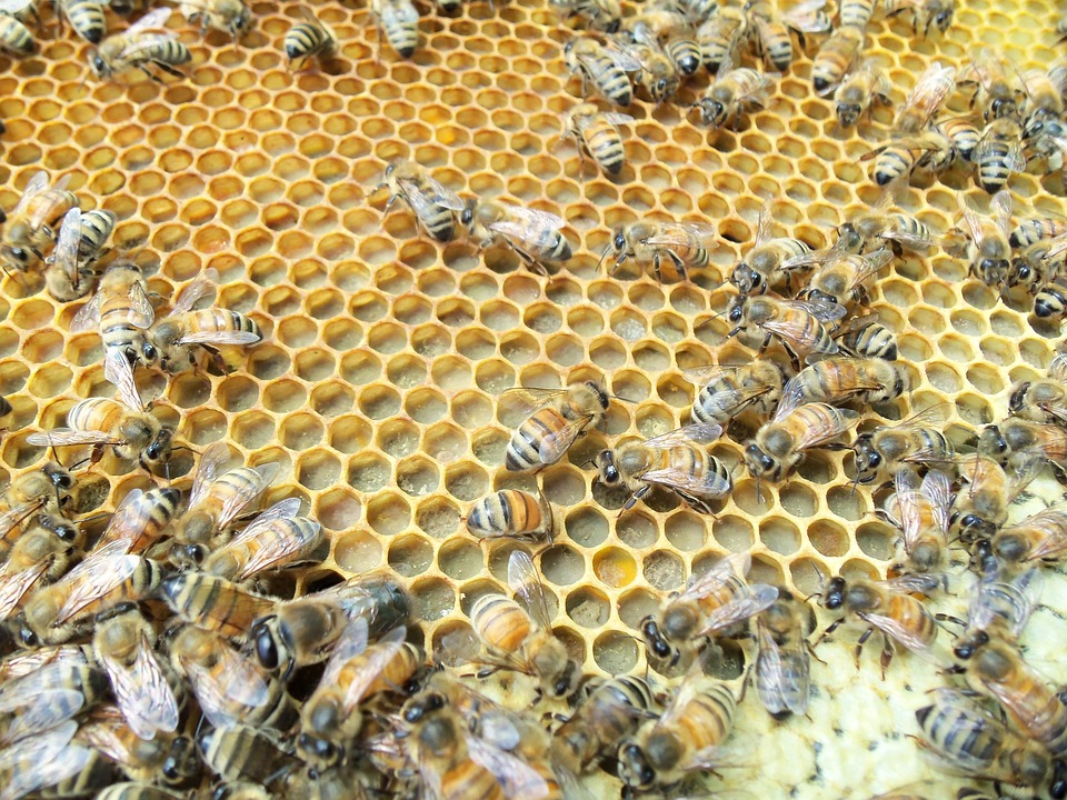 Odbudowana ramka pszczela