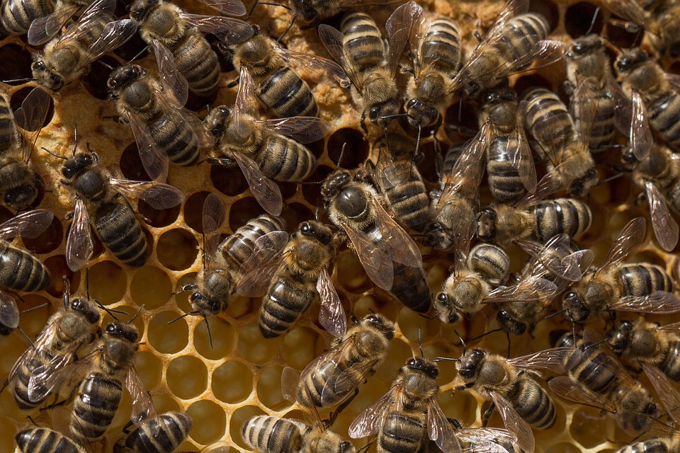 Królowa pszczela
