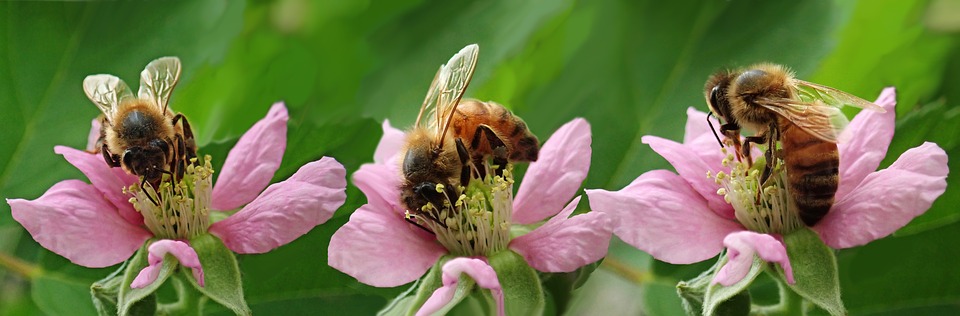 Pszczoły na pożytku