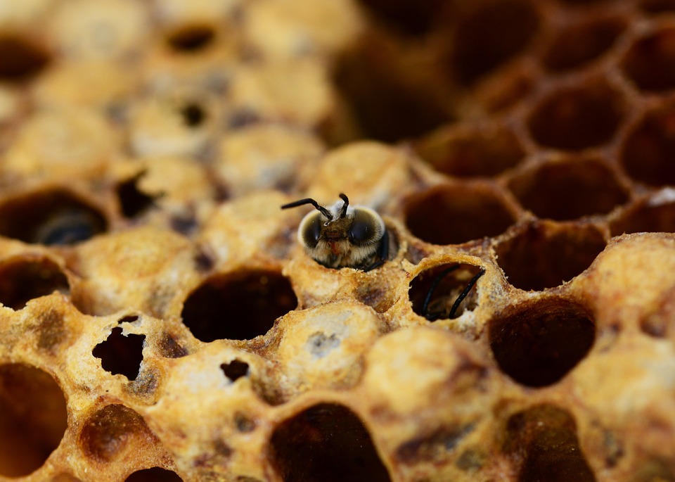 Pszczoły na wygryzieniu do odkładu