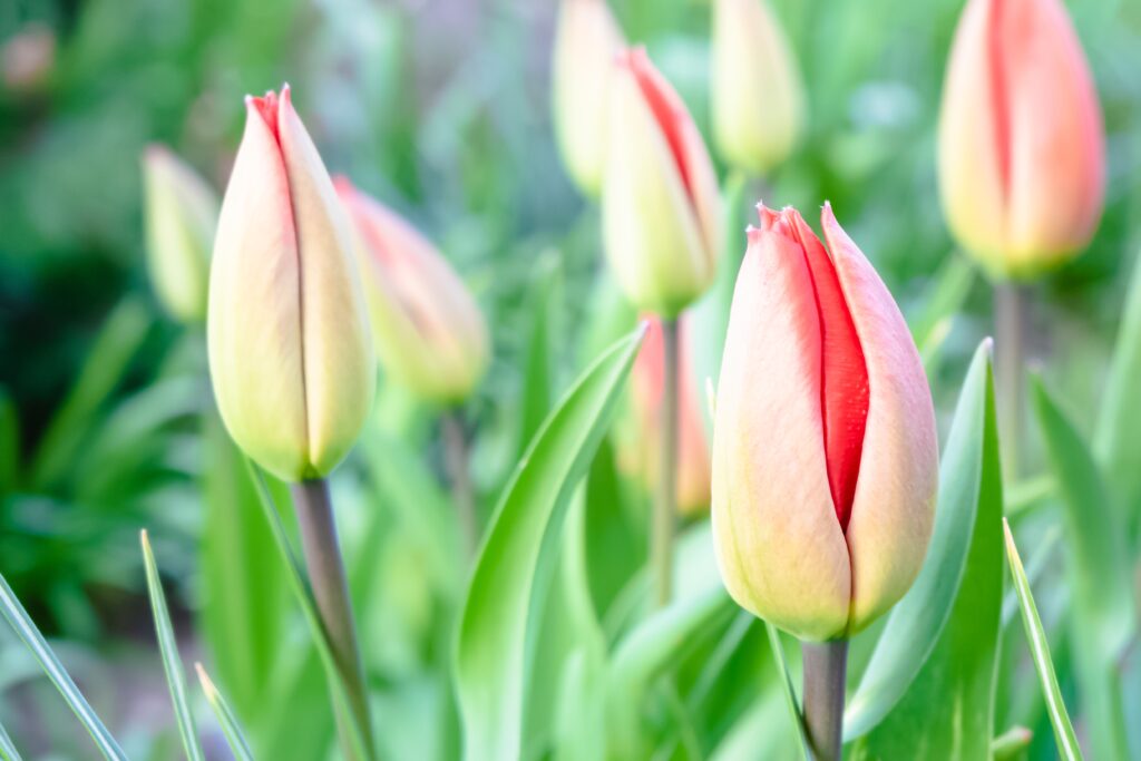 tulipany dla pszczół