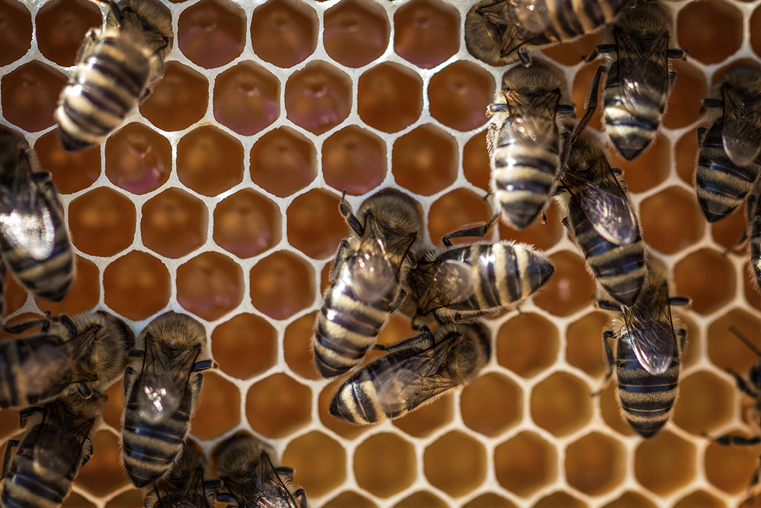 Pszczoły opiekujące się larwami