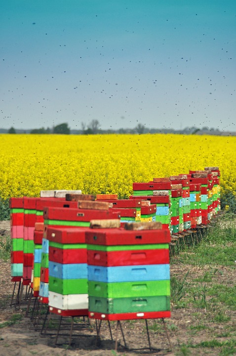 Pszczoły na rzepaku