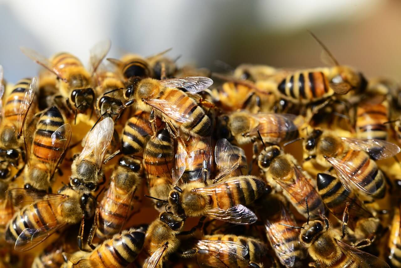 Pszczoły na cieście