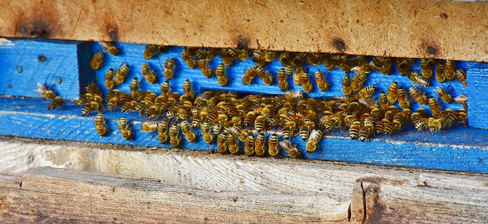 Pszczoły na wlotku