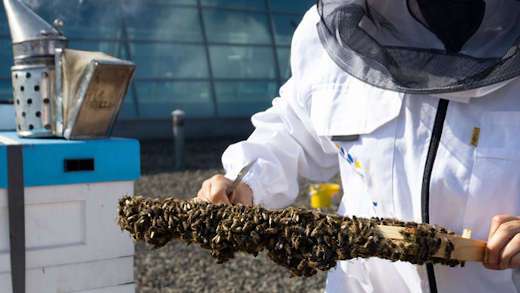 Pszczelarz przy ulu trzymający ramkę z pszczołami