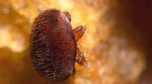 Varroa destructor znowu wykryta w Australii