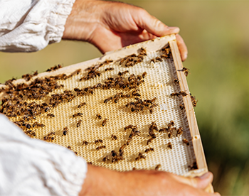 Zapraszamy na kurs dla początkujących pszczelarzy - JAK ZAŁOŻYĆ I PROWADZIĆ WŁASNĄ PASIEKĘ? 