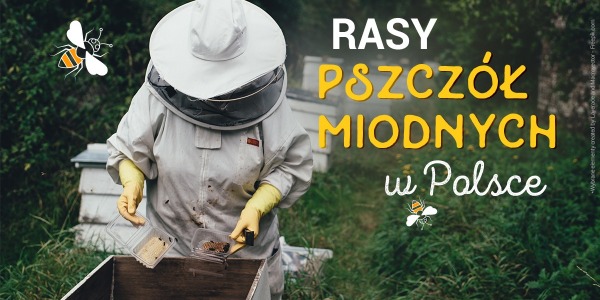 Rasy pszczół miodnych w Polsce