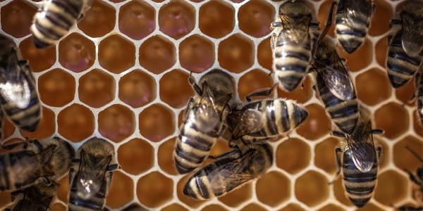 Czym karmimy pszczoły