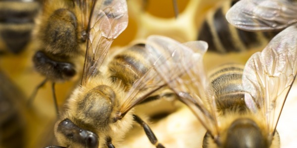 Metoda gospodarki oraz rasa i linia pszczół dla miejskiej pasieki