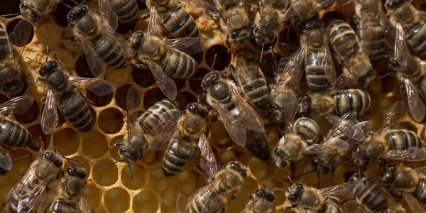 Jak i kiedy wymieniamy matki pszczele - podmiana matki pszczelej