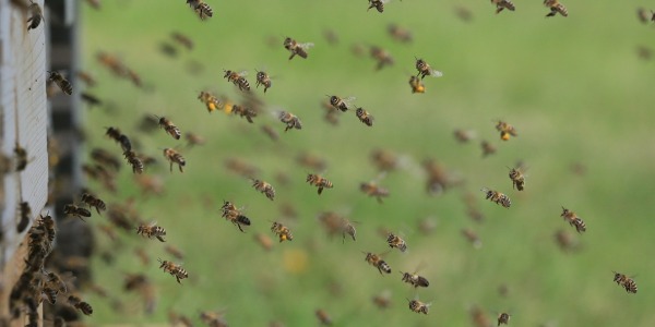 Odkłady pszczele - jak i kiedy tworzyć