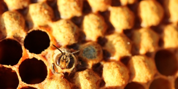 Jak pobudzić czerwienie matki pszczelej?