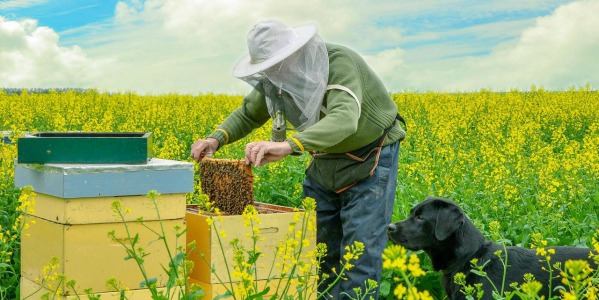 Przewożenie rodzin pszczelich