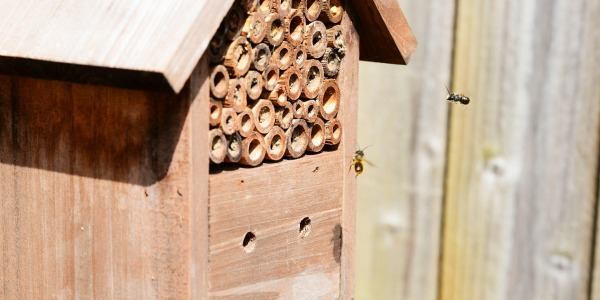 Pszczoła murarka w twoim sadzie i ogrodzie
