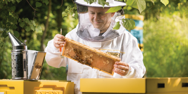 Rola ciasta w karmieniu i stymulacji rozwoju pszczół – przegląd produktów z serii Apikand