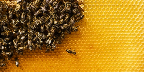Węza pszczela – dlaczego tak ważna jest jej jakość?