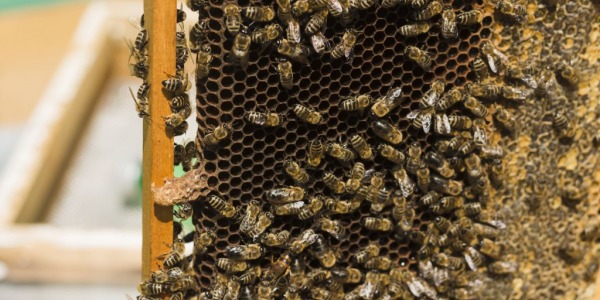 Zaczynasz przygodę z pszczelarstwem? – dowiedz się, co będzie ci potrzebne