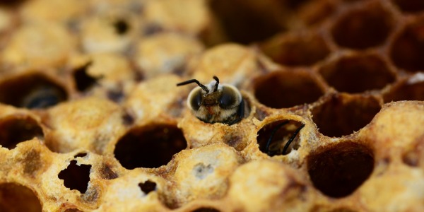 Co to jest warroza i jak uratować pszczoły