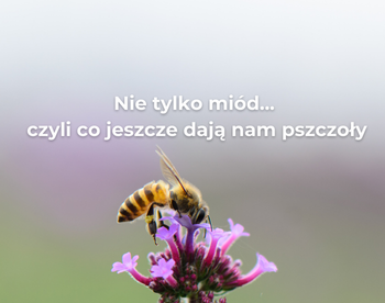 Nie tylko miód... czyli co jeszcze dają nam pszczoły