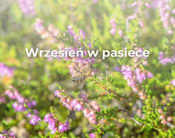 Wrzesień w pasiece