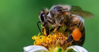 Rząd wesprze pszczelarzy