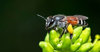 Inwazyjne pszczoły