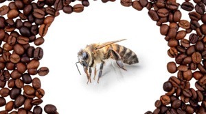 Kawa, pszczoły i ptaki