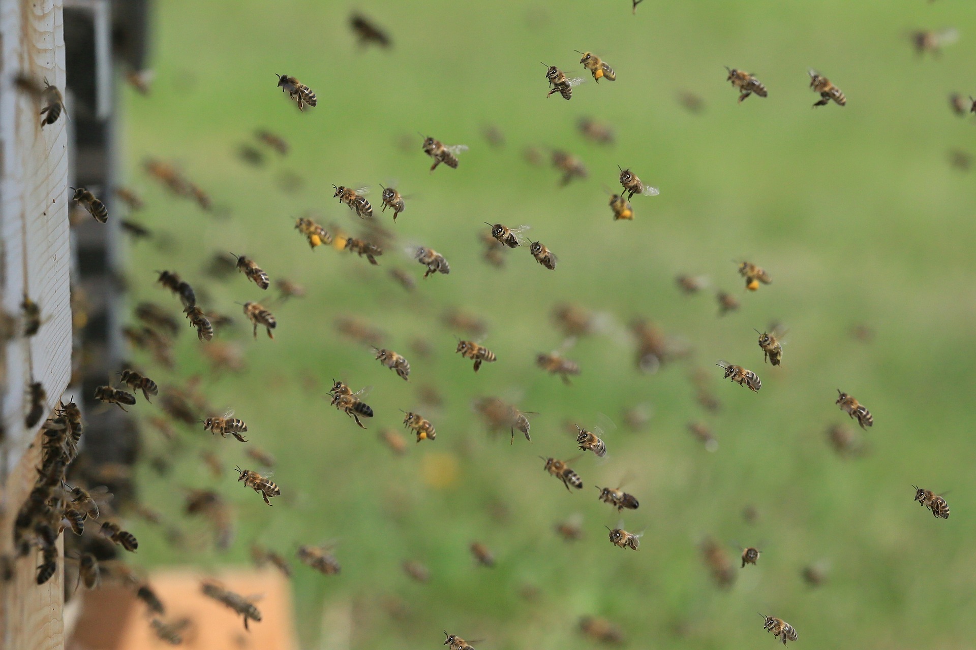 Odkłady pszczele - jak i kiedy tworzyć