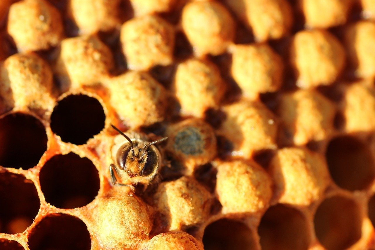 Jak pobudzić czerwienie matki pszczelej?