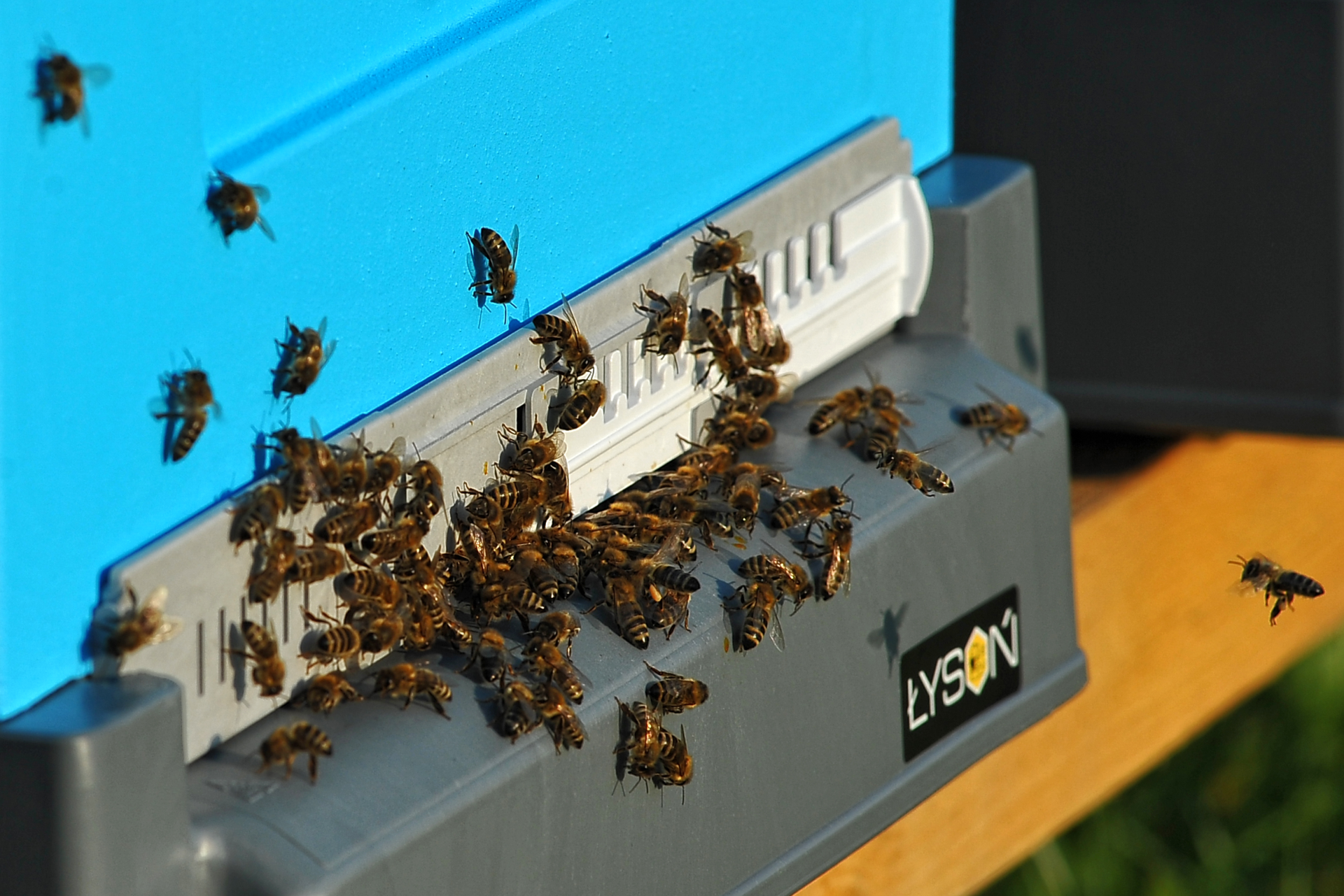 Zakarmianie podczas zimy i wiosny jako element strategii zwalczania groźnych chorób pszczół