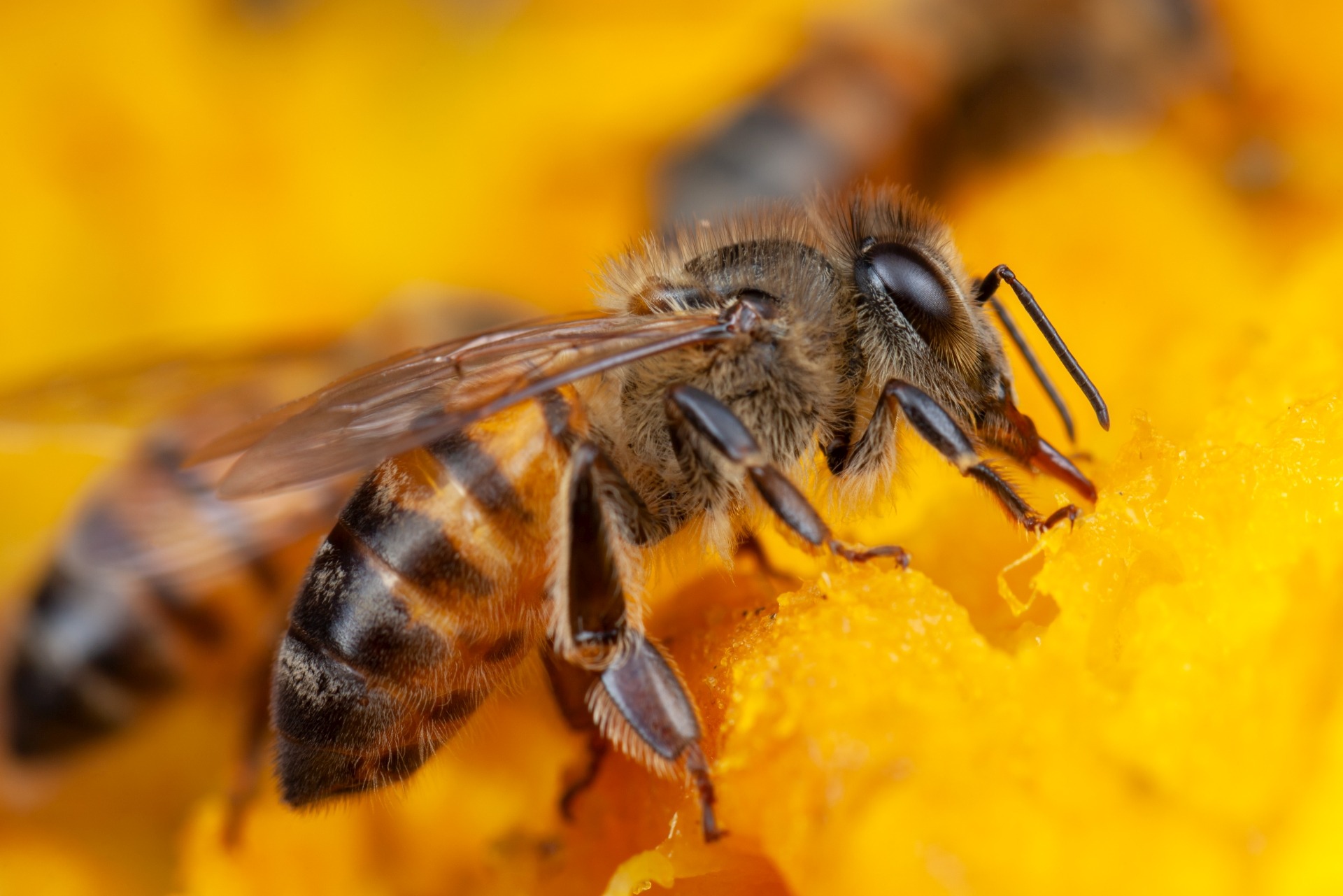 Dlaczego podkarmia się pszczoły na wiosnę i dlaczego najlepiej robić to przy pomocy ciasta?