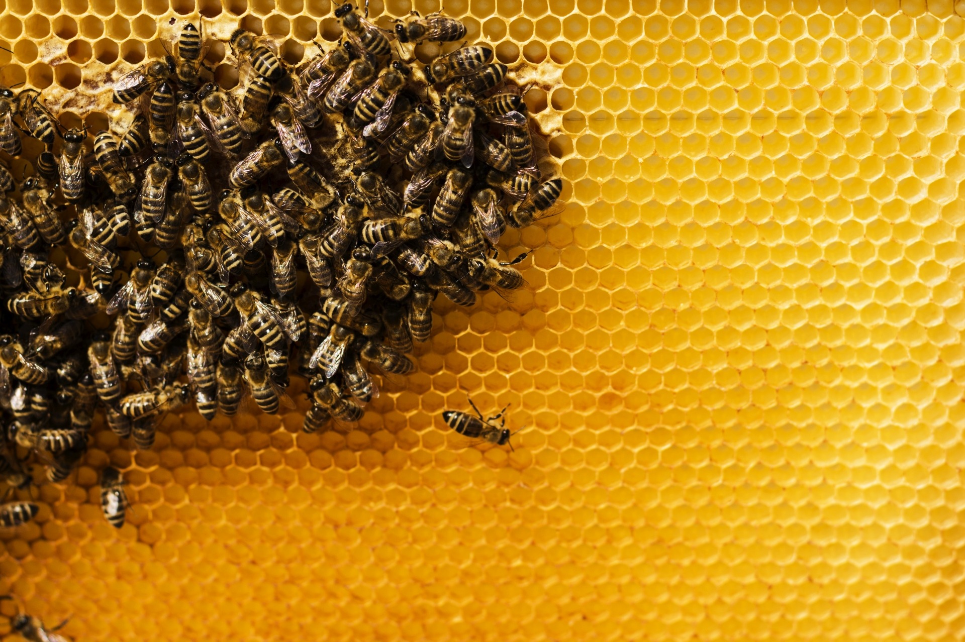 Węza pszczela – dlaczego tak ważna jest jej jakość?