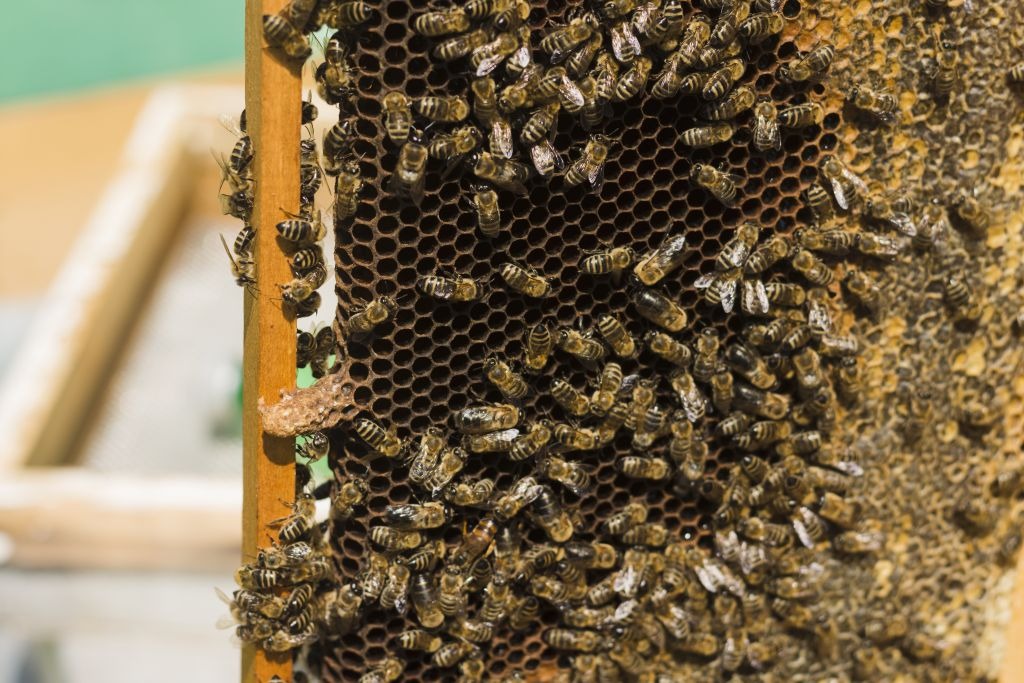 Zaczynasz przygodę z pszczelarstwem? – dowiedz się, co będzie ci potrzebne