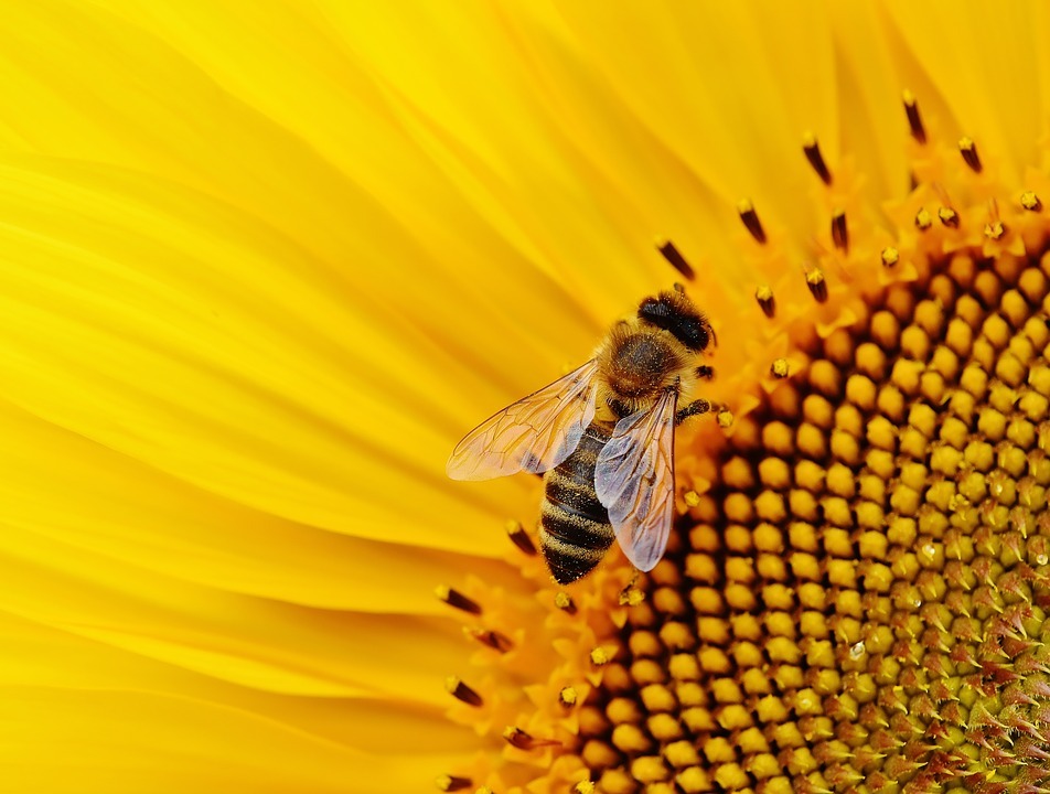 Pszczoła miejscowa - czyli jaka?